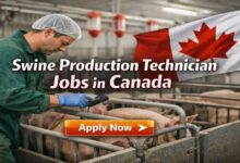 Swine Production Technician Jobs in Canada