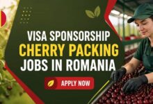 Visa Sponsorship Cherry Packing Jobs in Romania