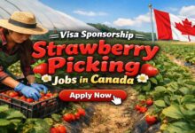 Visa Sponsorship Strawberry Picking Jobs in Canada