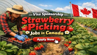 Visa Sponsorship Strawberry Picking Jobs in Canada